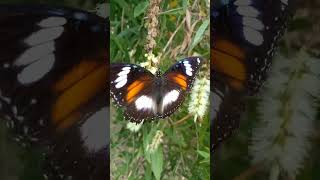 Download lagu Kupu Kupu Yang Lucu mp3 Download lagu Kupu Kupu Yang Lucu mp3