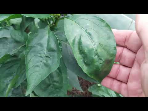 Evo kako sam se riješio  smrdibuba na  povrću