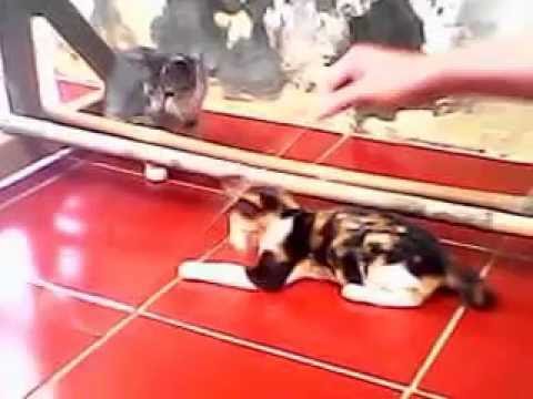 Demi Tuhaaaan Kucing Muter Kayak Gasing