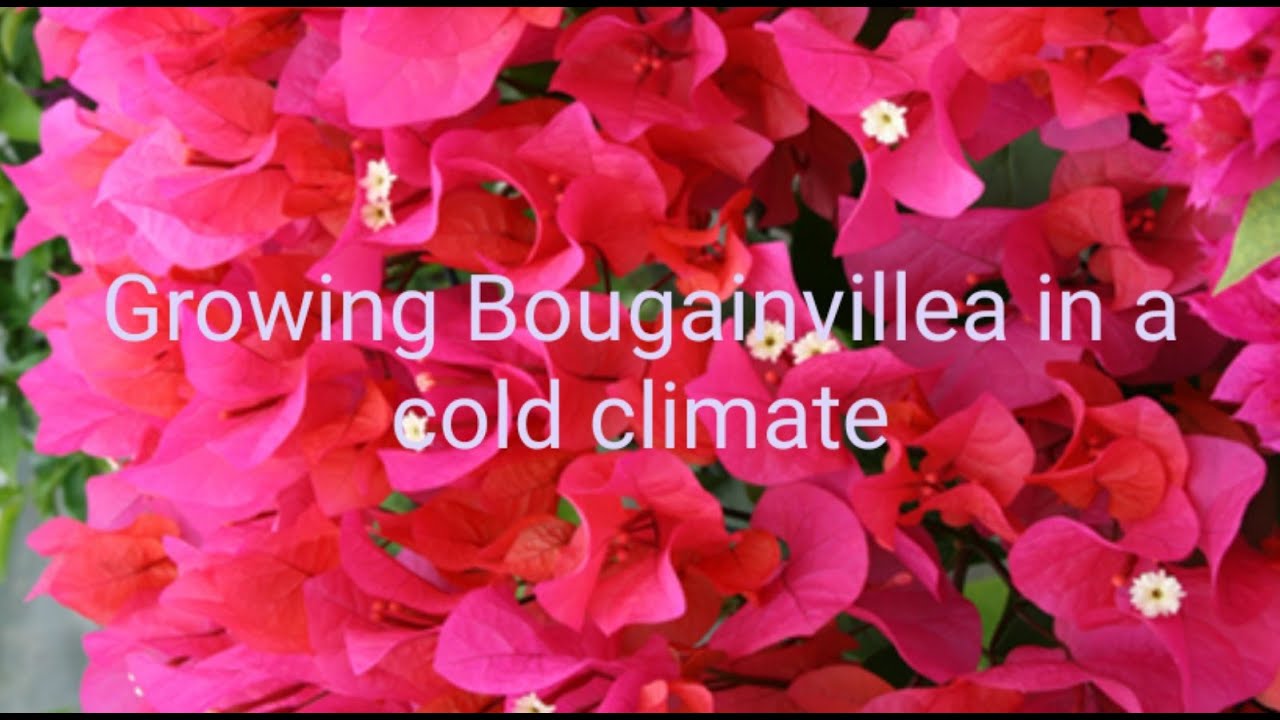 Watch video Growing Bougainvillea 🌺in a cold climate 🥶#bougainvillea,#northernclimate,#UKtropical Now Growing Bougainvillea 🌺in a cold climate 🥶#bougainvillea,#northernclimate,#UKtropical