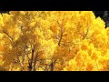 Жан Татлян Осенний свет. Jan Tatlyan. Autumn Light Colorado Fall ...