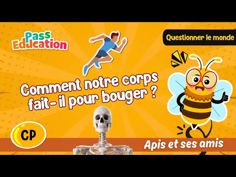 Comment notre corps fait-il pour bouger ? – CP – Leçon Exercices Evaluations – Apis & ses amis