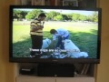 Lady And The Tramp DisneyPedia Going To The Dogs