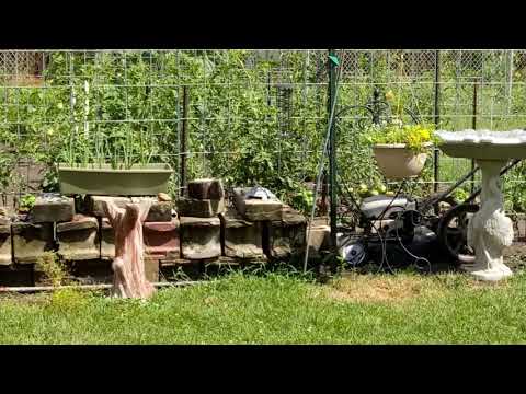 2020 0802 11:39 am - Birds feeding.