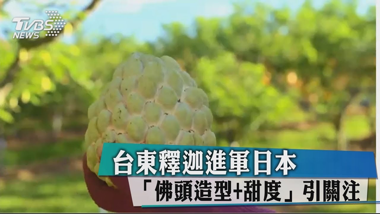 台東釋迦進軍日本 佛頭造型+甜度引關注