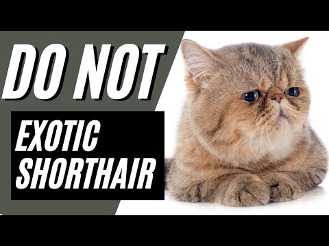7 Reasons You SHOULD NOT Get an Exotic Shorthair Cat