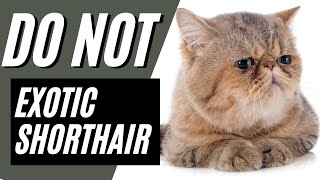 7 Reasons You SHOULD NOT Get an Exotic Shorthair C