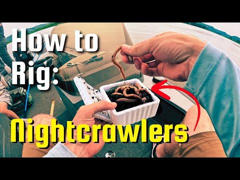 How to Hook Nightcrawlers to CATCH MORE FISH | The Best Way to Rig Live Worms on a Jig Head
