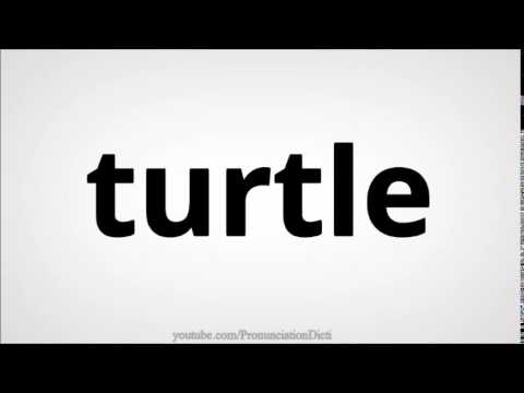 How to pronounce turtle
