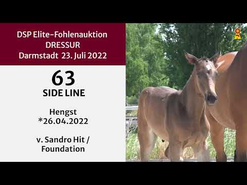 KN 63: Hengstfohlen v. Sandro Hit/Foundation