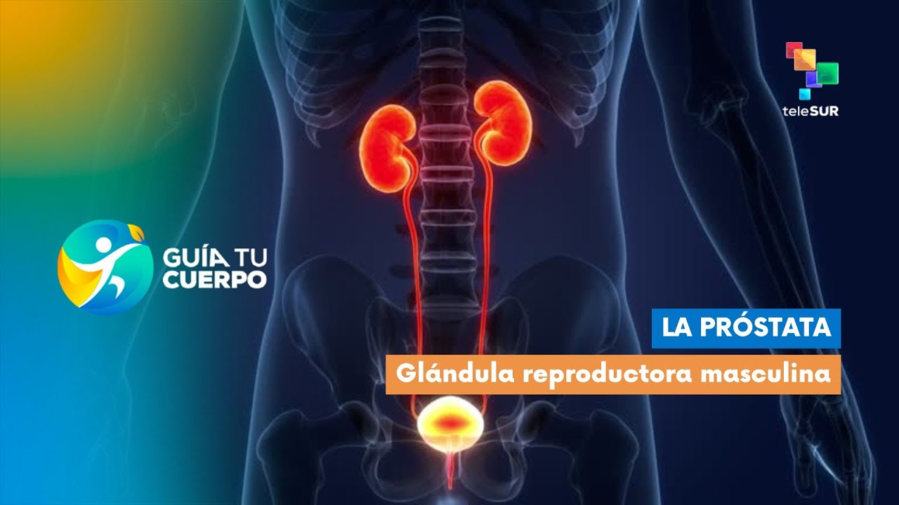 La próstata explicada — anatomía y función
