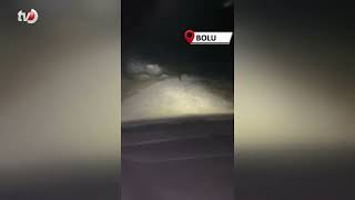 Aracın Işıklarından Korkan Ayı Böyle Kaçtı