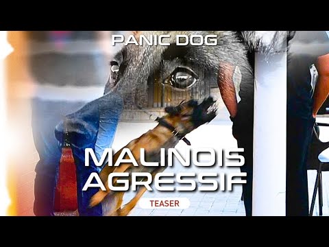 MALINOIS AGRESSIF HUMAIN : Teaser Panic Dog