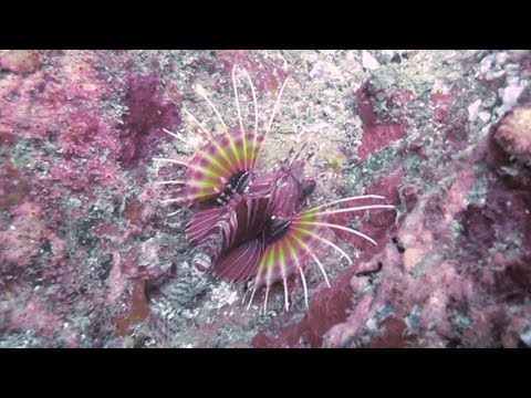 Galapitagala Reef Scuba Dive 2, Unawatuna, Sri Lanka, from Premlanka Hotel