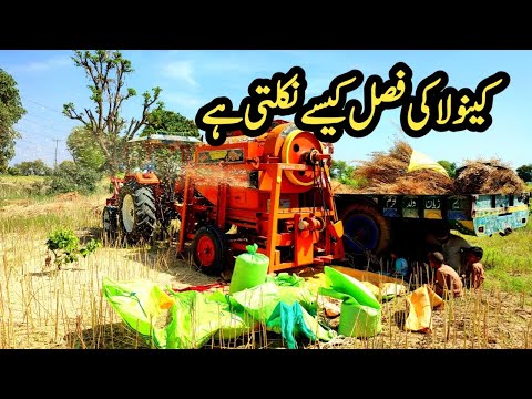 How to harvest Canola in Pakistan | Farming | Agriculture vlog 02
