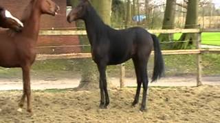 Video af Prestige Pilot