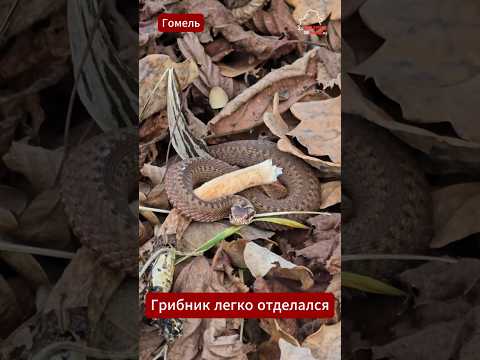🍄🐍 «И это не медведь»: грибник отправился за опятами, а встретил гадюку #гомель #мозырь #пинск