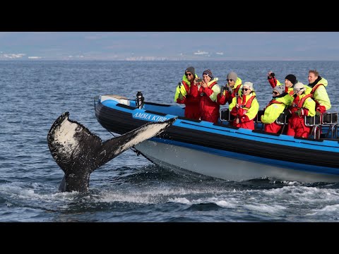 Big Whale Safari & Puffins – Modern RIB Speedboats, Whale Watching from Húsavík, Iceland