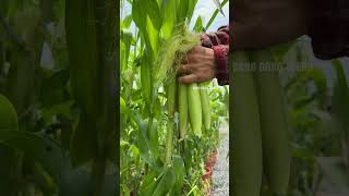 Harvesting baby corn #farming #gardening #vegetables