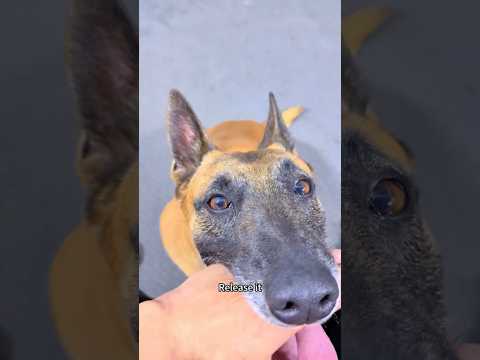 Release it 😊💯// #dogs #dogbreeds #dog #malinois #pets #fyp