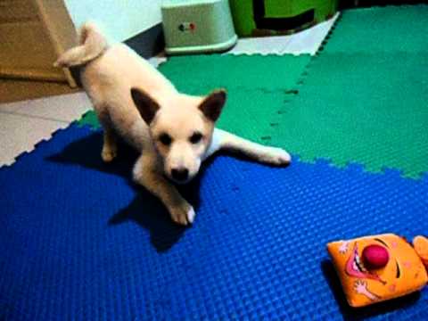 遇上笑袋的柴柴(原發表者:jimmilk7995)(影片)