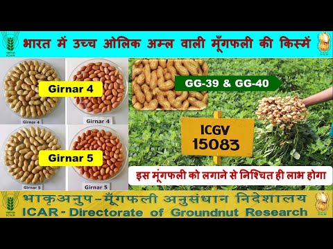 Girnar 4 | Girnar 5 | GG 39 | GG 40 | High oleic acid groundnut varieties released in India | dgr