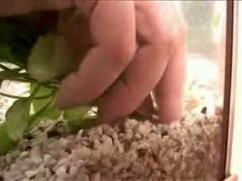 Setting Up A Planted Aquarium - The Liddle Fish Doctor