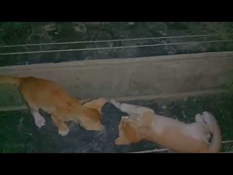 #kitten fight