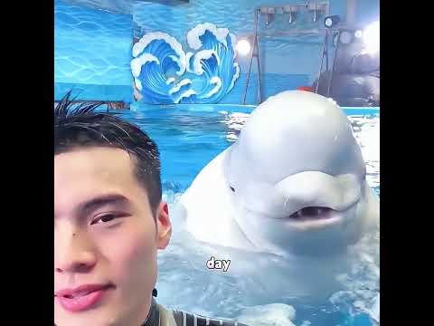 The beluga whale broke down and burst into tears the moment it saw him.#cat #pets #cutepet #cute