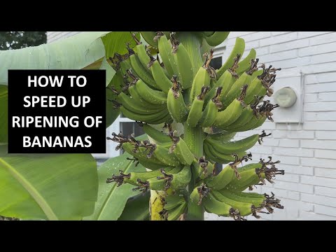 How to Speed Up Banana Ripening on Plant - Post Flower Pruning