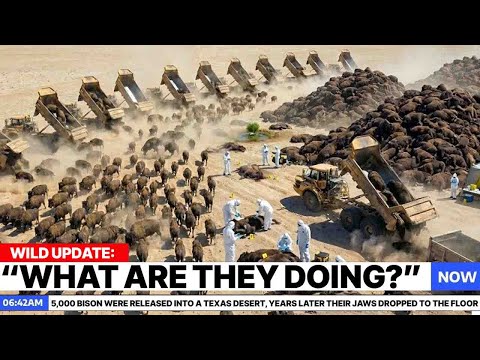 5,000 Bison Were Released Into a Texas Desert, Years Later Their Jaws Dropped to the Floor