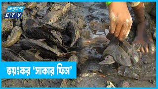 দেশি মাছের হুমকি \\'সাকার ফিশ\\'