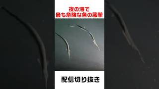夜釣りのダツが怖すぎる #釣り #危険生物