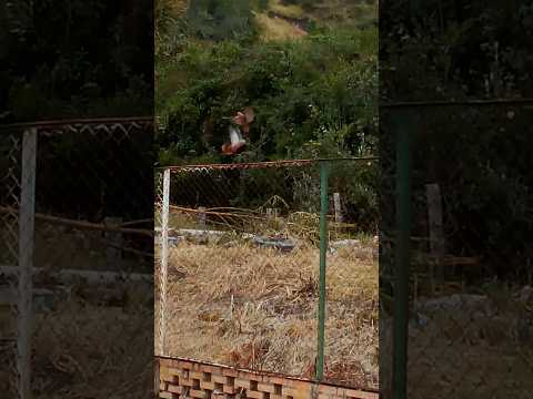 lindas palomitas de monte jugando