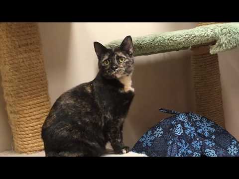 Ginger, an adoptable Domestic Short Hair in Arlington Heights, IL_image-1