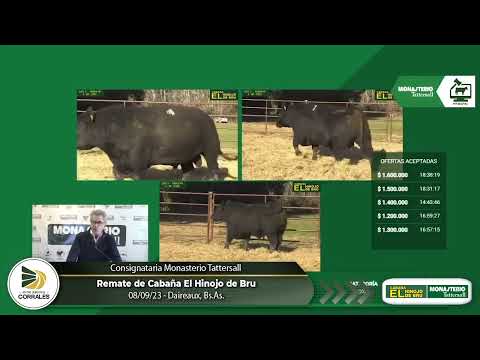 08-09-23 - Remate de Cabaña El Hinojo de Bru - Consignataria Monasteio Tattersall - Daireaux, Bs.As.