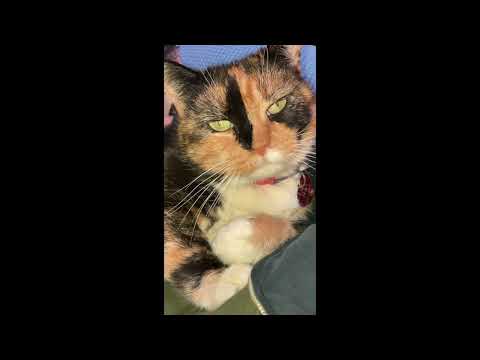 Freya grooming left paw