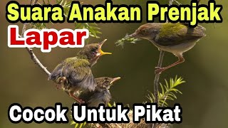 Download lagu BUKTIKAN SENDIRI suara pikat burung prenjak kepala... mp3