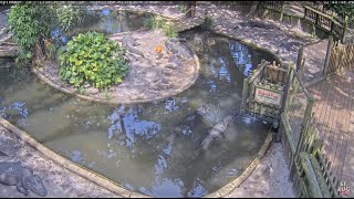 Alligator Farm