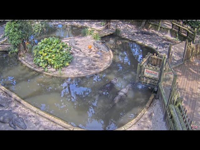 Live webcam view of Laguna de caimanes en San Agustín