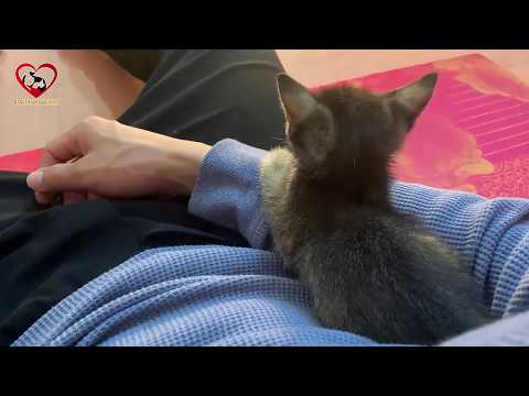 Cuteness Kitten Milo SHOW his Tummy and COMFORT Sleep on My arms/Rescue Animals TN center