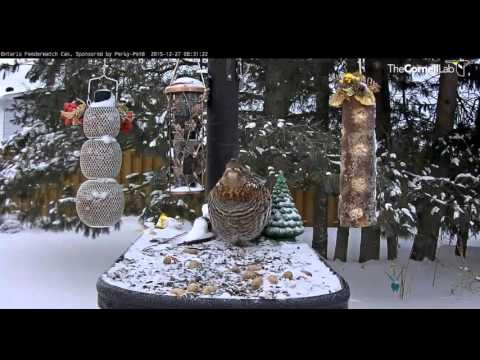 Ruffed Grouse makes a morning visit   Video 2015 12 27 083135
