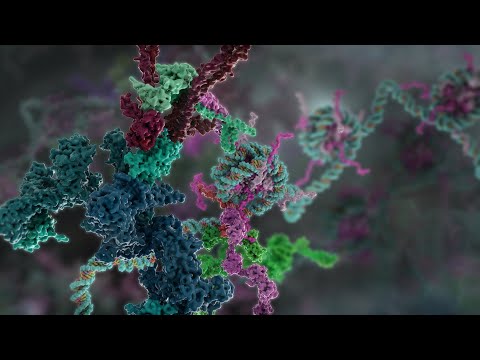 The Role of BRCA1 in Cancer