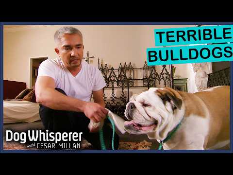 Cesar Millan Faces The Most Aggressive Bulldogs Ever! | Dog Whisperer Compilation
