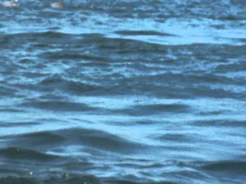 Arindam & Rituparna Honeymoon to GOA from 29.01.10 To 03.02.10