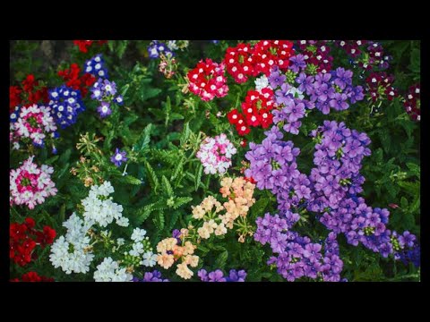 FLOWERS of the World GARDEN   Verbena Verbena hybrida  flower 2023 #73