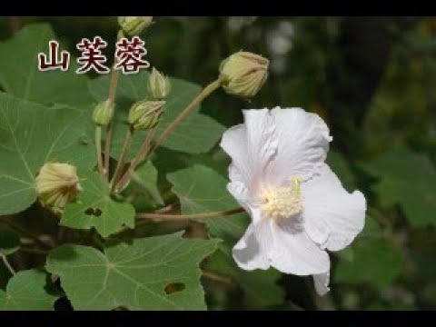 山芙蓉像什麼