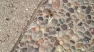 Mi cachorro se comió una abeja 🐝