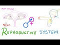 Reproductive System Biology MCAT