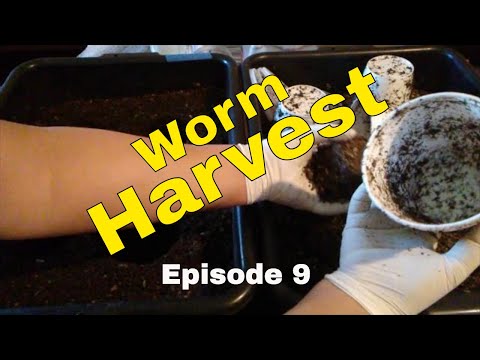 Almost Done! Red Wiggler Worm Harvest: Bait Cups & Horizontal Migration - Ep 9